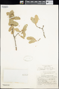 Quercus x alvordiana image