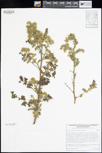 Phacelia ramosissima image