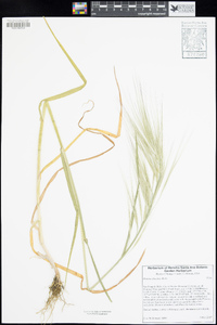 Bromus diandrus image