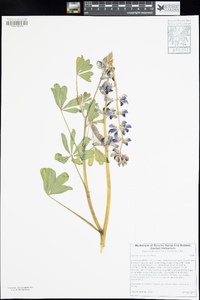 Lupinus succulentus image