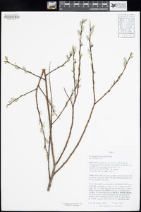 Salix petiolaris image