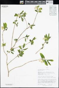 Lonicera canadensis image