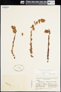 Hypopitys monotropa image