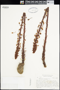 Pterospora andromedea image