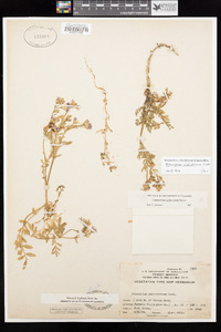 Polemonium californicum image