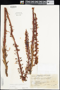 Pterospora andromedea image