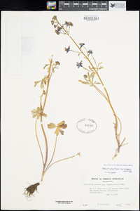 Delphinium patens subsp. montanum image