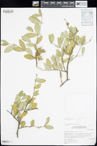 Simmondsia chinensis image