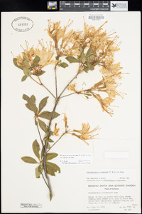 Rhododendron occidentale var. paludosum image
