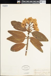 Rhododendron macrophyllum image