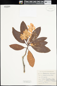 Rhododendron californicum image