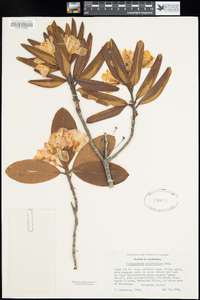 Rhododendron californicum image