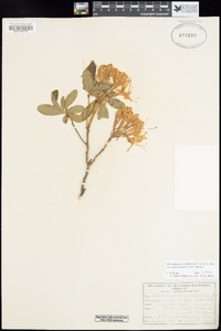 Rhododendron occidentale var. californicum image