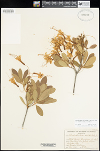 Rhododendron occidentale image