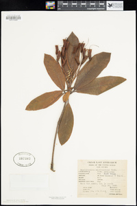 Rhododendron californicum image
