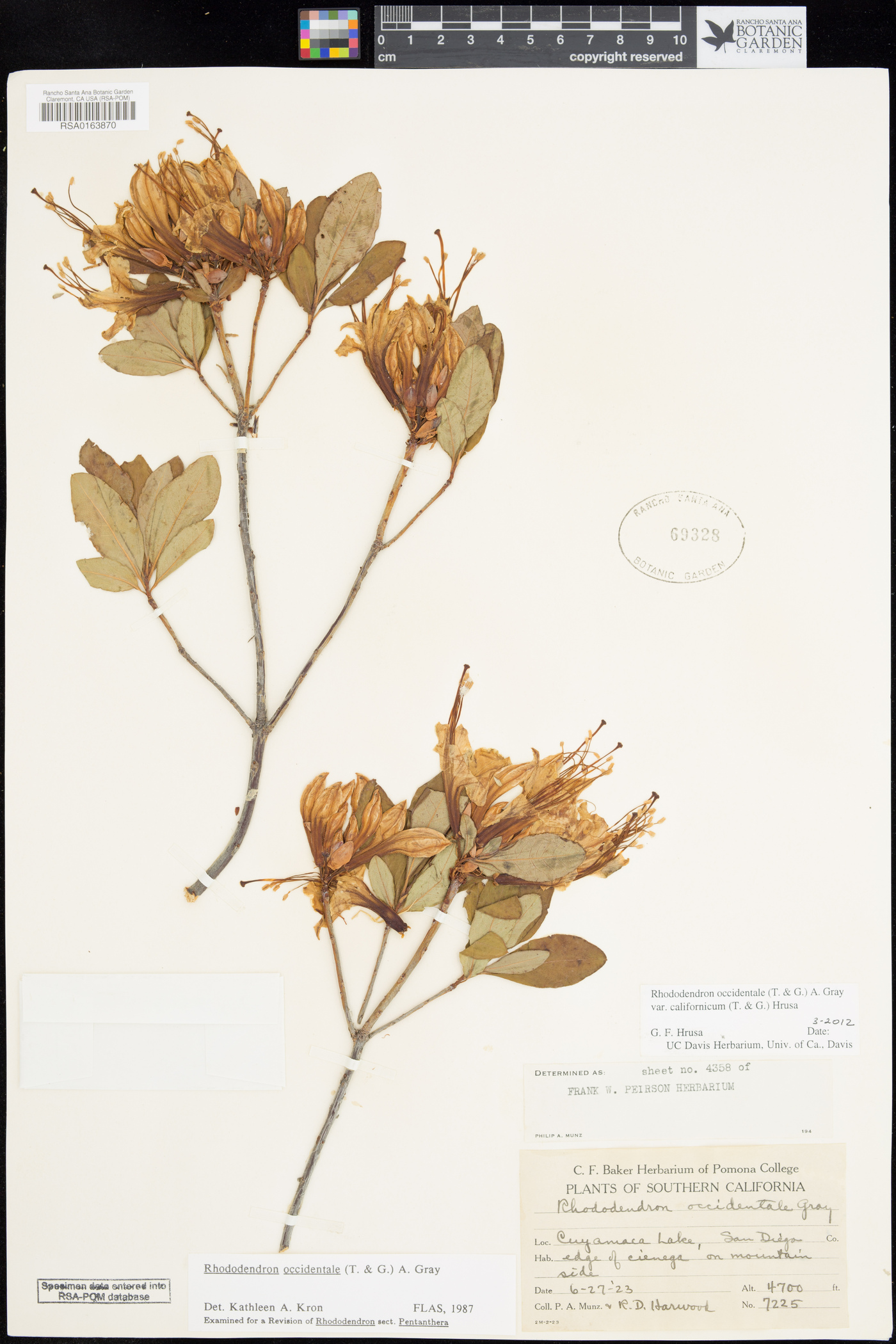 Rhododendron occidentale image