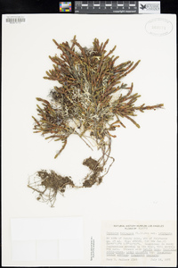 Cassiope tetragona subsp. tetragona image