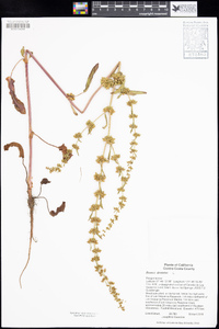 Rumex dentatus image