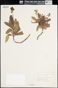 Chimaphila umbellata subsp. occidentalis image