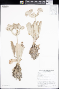 Eriogonum giganteum var. formosum image