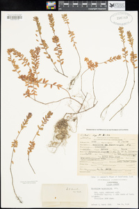 Vaccinium macrocarpon image