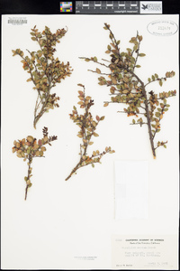 Vaccinium ovatum image