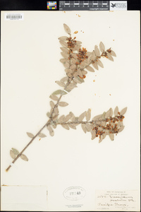 Vaccinium ovatum image