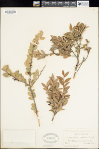 Vaccinium ovatum image