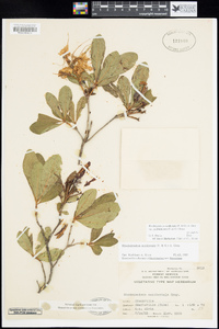 Rhododendron occidentale var. californicum image
