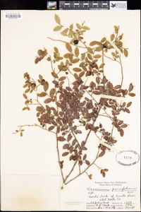 Vaccinium parvifolium image