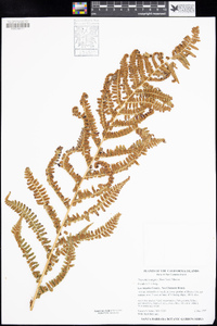 Dryopteris arguta image