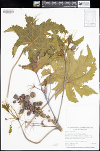 Ricinus communis image