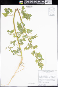 Chenopodium berlandieri image