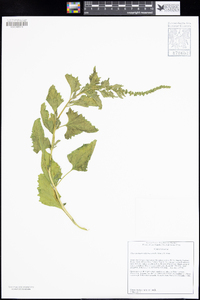 Chenopodium californicum image