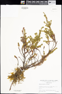 Empetrum nigrum subsp. nigrum image