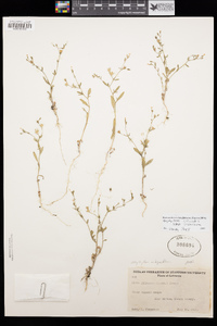 Allophyllum gilioides image