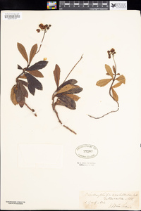 Chimaphila umbellata image