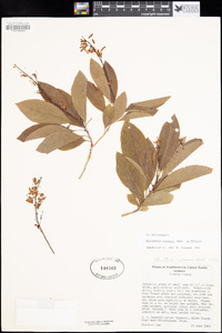 Elliottia racemosa image