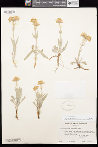 Arnica chamissonis image