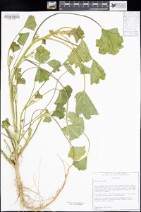 Malva parviflora image