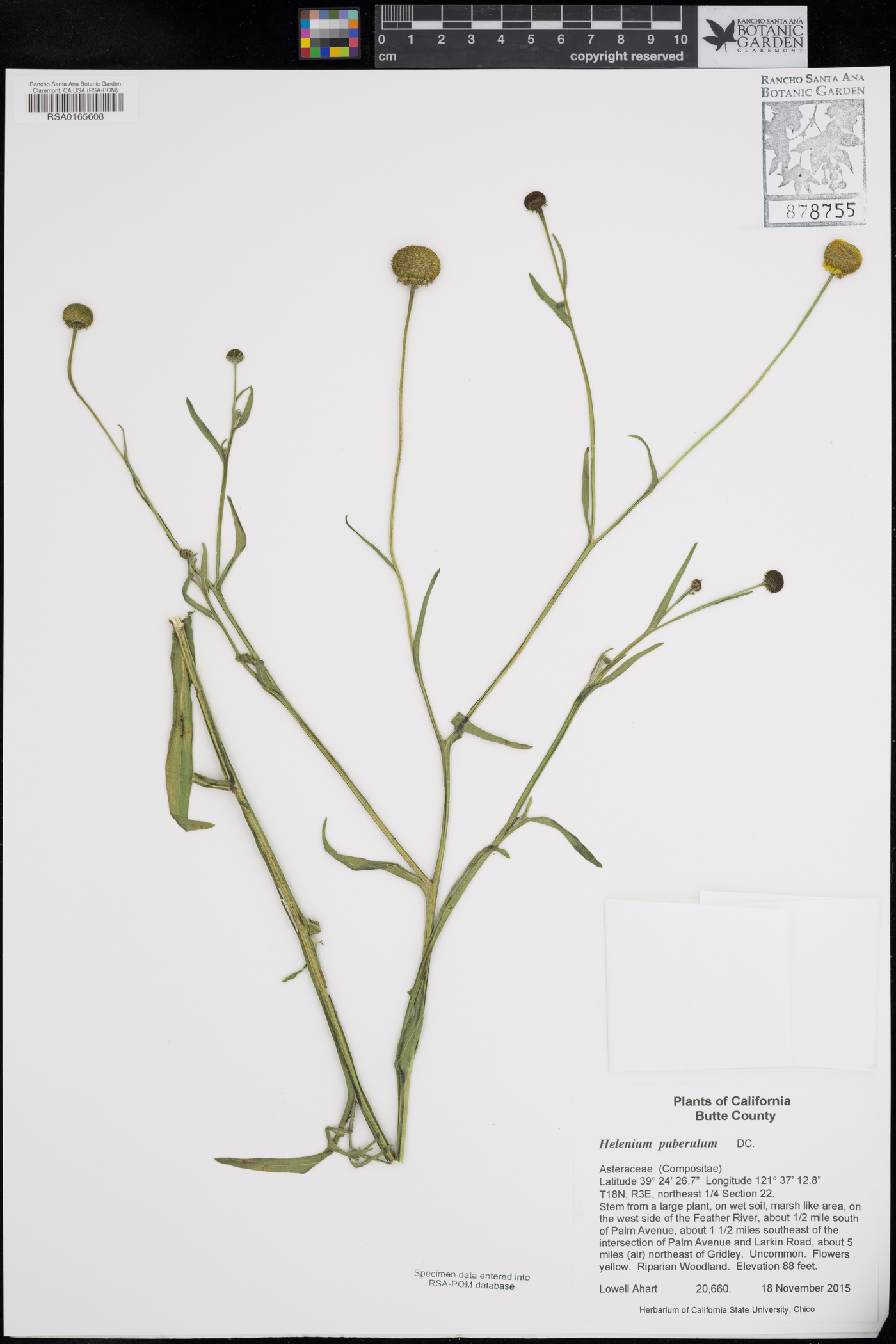 Helenium puberulum image