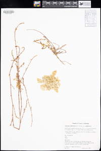 Cuscuta californica var. californica image