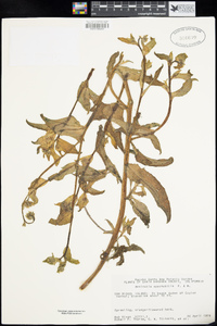 Amsinckia spectabilis image