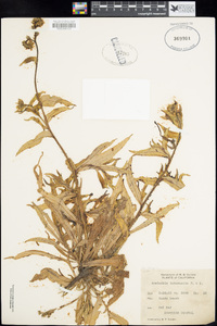 Amsinckia spectabilis image