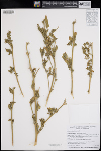 Chenopodium murale image