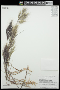 Bromus madritensis image