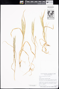 Bromus arizonicus image