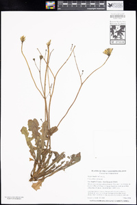 Hypochaeris radicata image