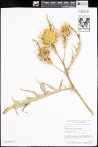 Cynara cardunculus image