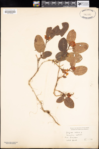 Epigaea repens image